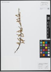 Foto von Salix viminalis L.